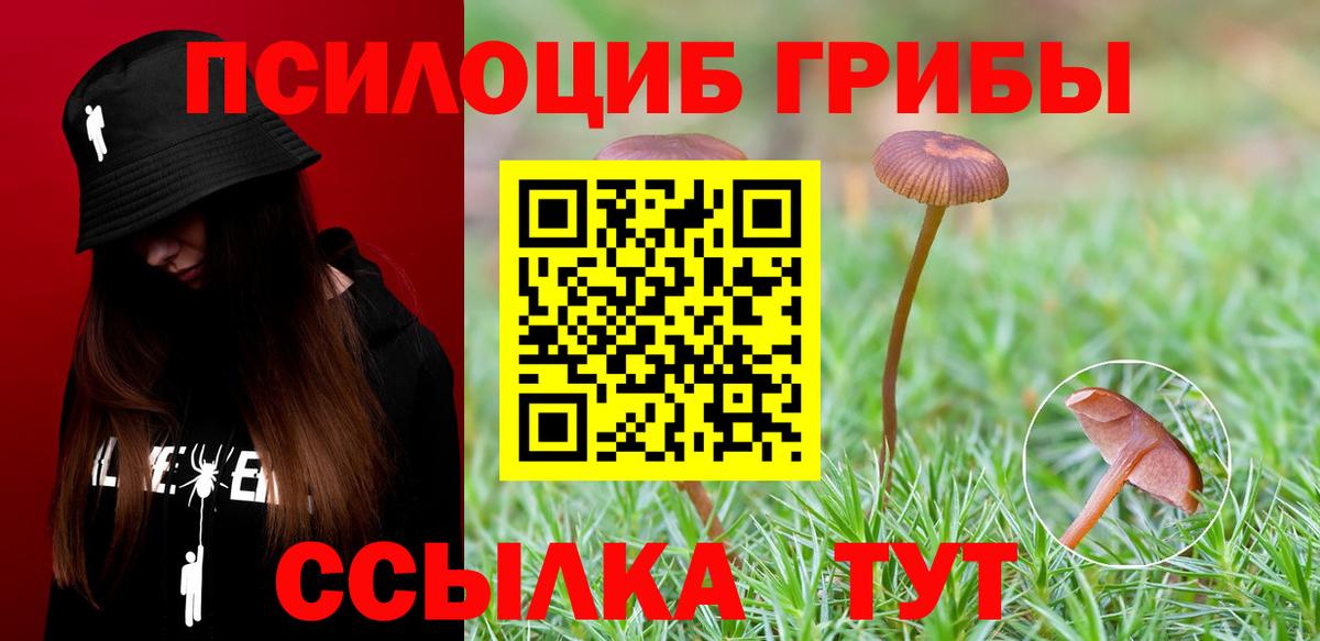 Псилоцибиновые грибы прущие грибы Тара